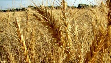 فرماندار خنج: خسارت به ۲ هزار تن گندم صحت ندارد