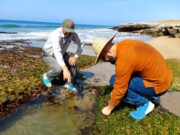 В Чабахаре началась первая фаза сбора морских водорослей