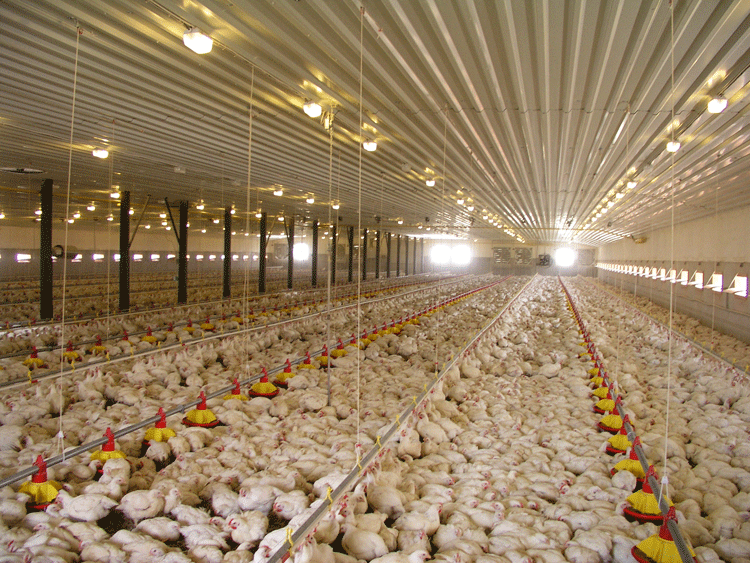 واحدهای بزرگ پرورش مرغ گوشتی در قم احداث می‌شود
