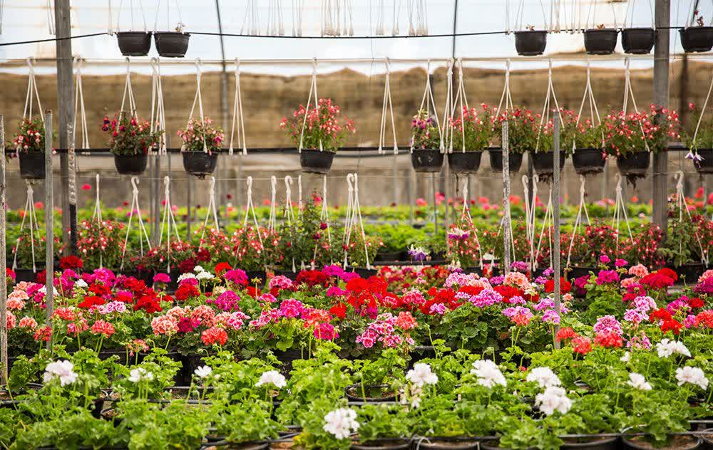 تولید سالانه یک میلیارد و ۳۰۰ میلیون گل و گیاه در پاکدشت