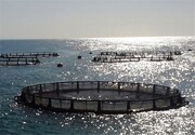 طرح‌ پرورش ماهی ویژه ۴۴ روستای ساحلی استان بوشهر تدوین شد