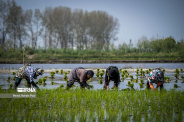 Les rizières au nord d’Iran