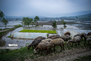 Les rizières au nord d’Iran