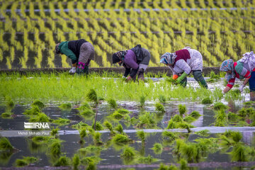 Les rizières au nord d’Iran