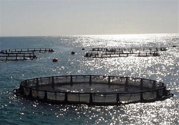 طرح‌ پرورش ماهی ویژه ۴۴ روستای ساحلی استان بوشهر تدوین شد