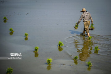 Temporada de siembra de arroz