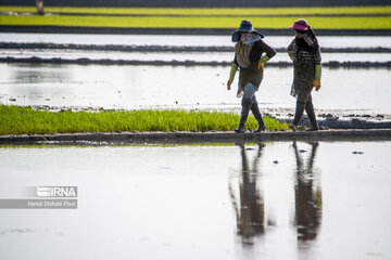 Temporada de siembra de arroz