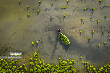 Temporada de siembra de arroz