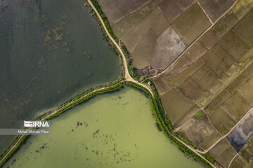 Temporada de siembra de arroz