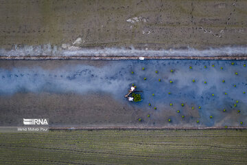 Temporada de siembra de arroz