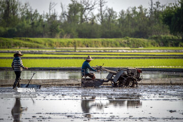 Temporada de siembra de arroz