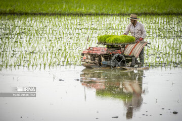 Temporada de siembra de arroz