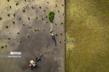 Temporada de siembra de arroz