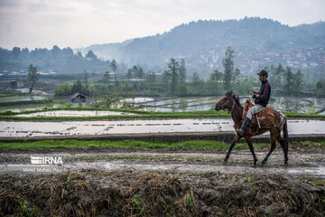 Temporada de siembra de arroz