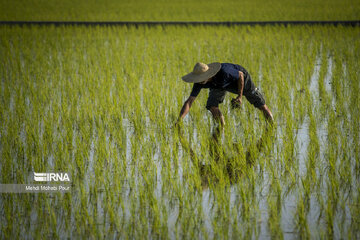 Temporada de siembra de arroz