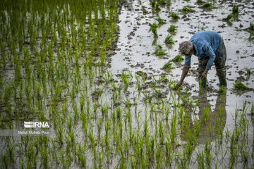 Temporada de siembra de arroz