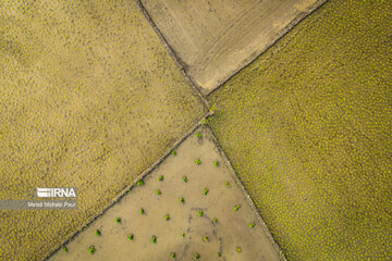 Temporada de siembra de arroz