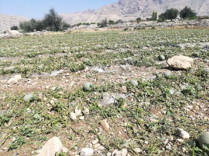 آخرین ارزیابی‌ها از خسارت باران به کشاورزی فارس/ کدام زیرساخت‌ها آسیب دیدند؟