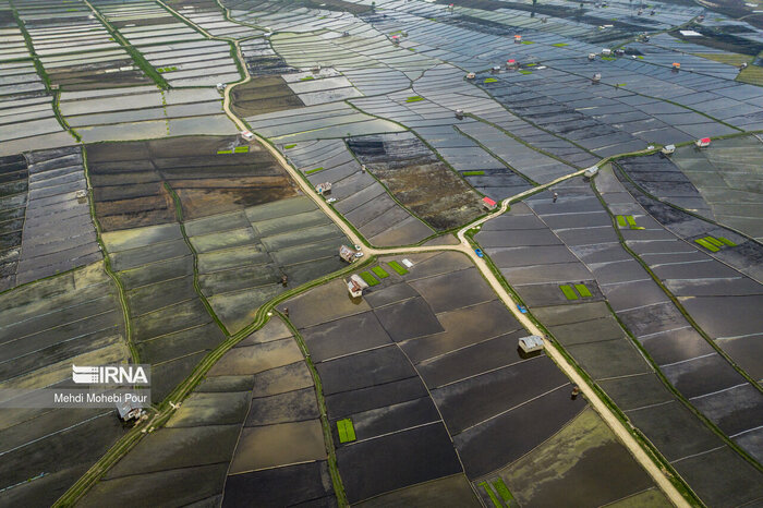 تجهیز ۶۰ هزار هکتار از اراضی شالیزاری مازندران با الگوبرداری از کشاورزی ژاپن