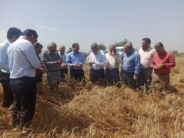 کشاورزان گندمکار خوزستانی: صدای ما را به گوش مسئولان برسانید