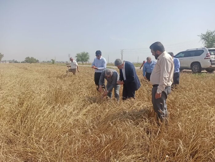 خسارت بارندگی به مزارع کشاورزی خوزستان کمتر از حد انتظار بود