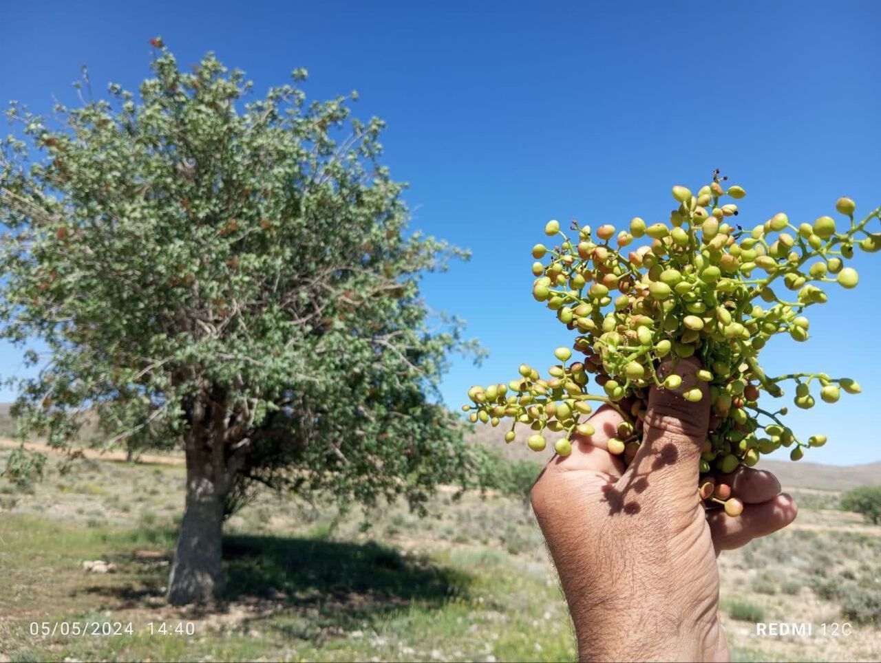 برداشت میوه نارس درخت بنه در ارسنجان ممنوع شد/ برخورد قضایی در انتظار متخلفان