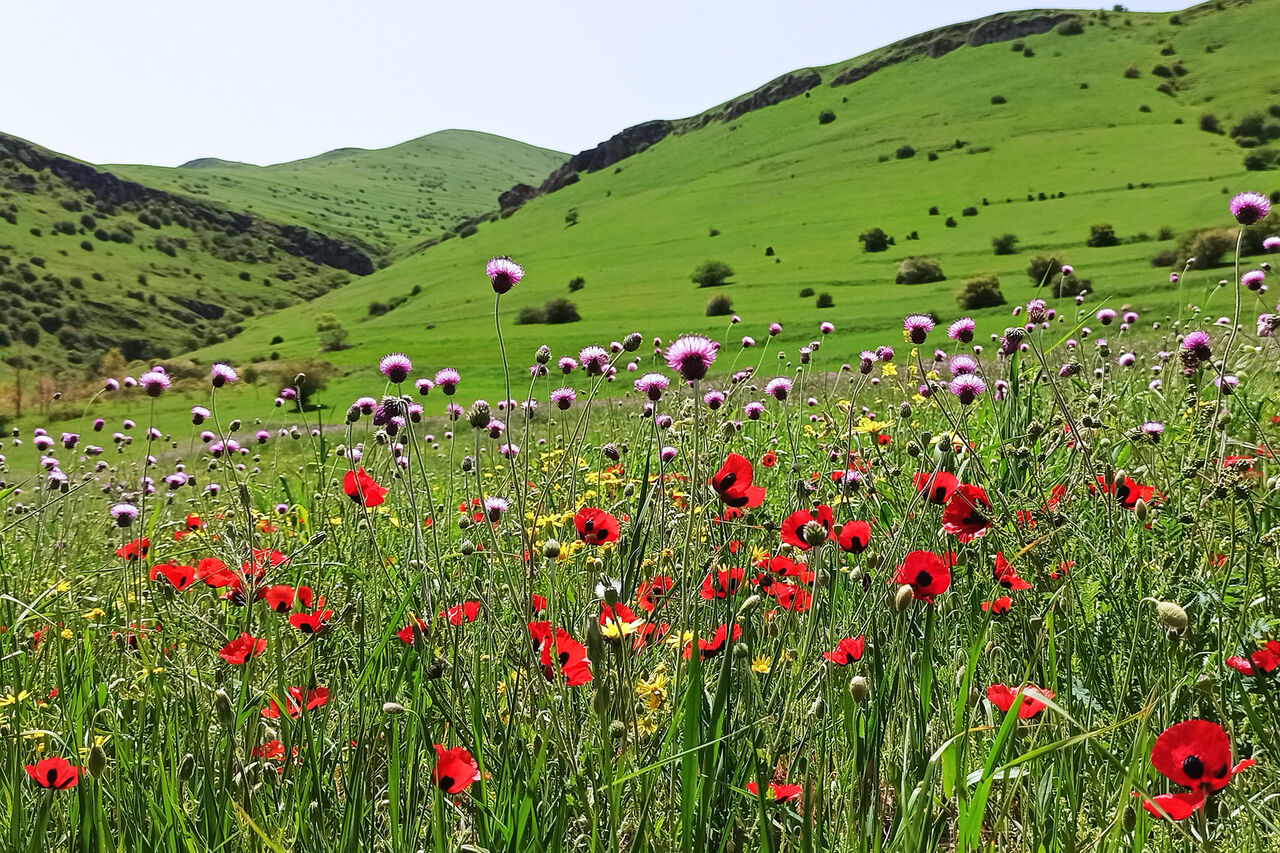 فیلم / طبیعت بهاری شهرستان گرمی مغان