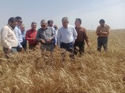 معاون وزیر کشاورزی: خسارت بارندگی به مزارع خوزستان کمتر از حد انتظار بود