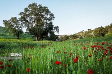 هوای مازندران پایان هفته جاری چگونه است