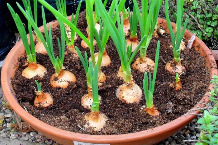 راهنمای گام به گام کاشت باغ خانگی در بهار