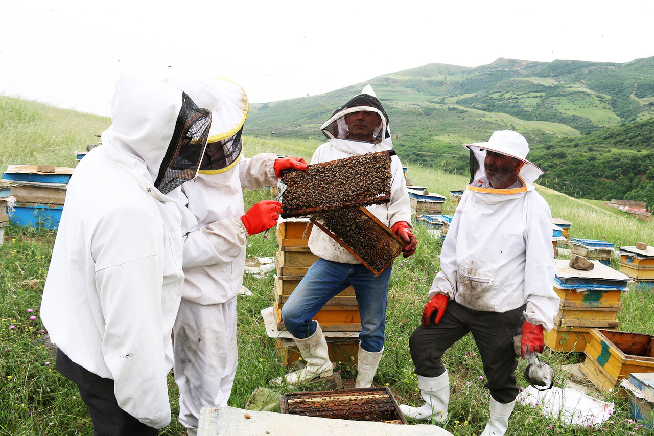 زنبورداری در استان اردبیل