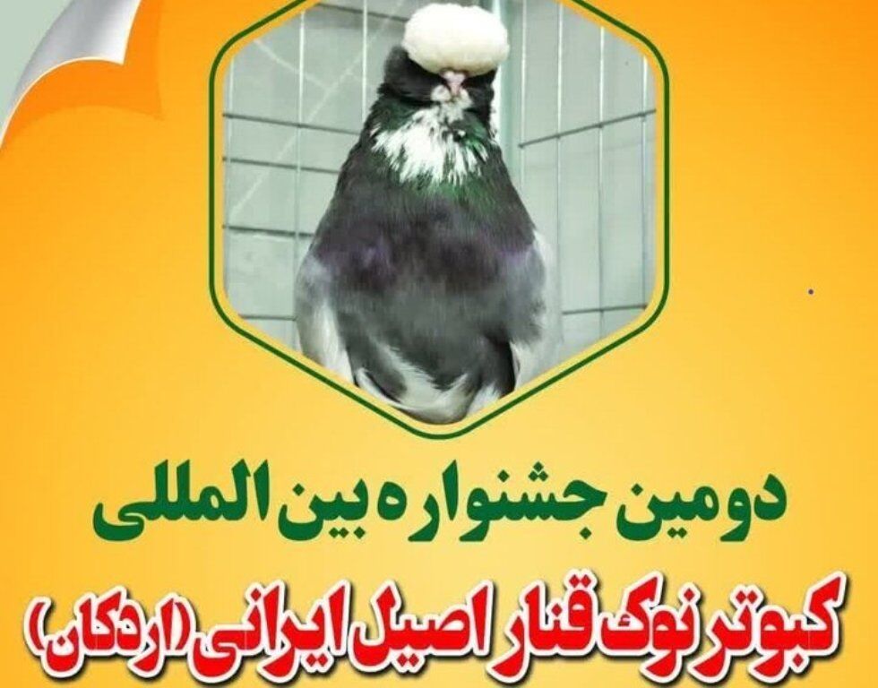 جشنواره بین‌المللی "کبوتر نوک قنار اصیل ایرانی" در اردکان یزد در حال برگزاری است