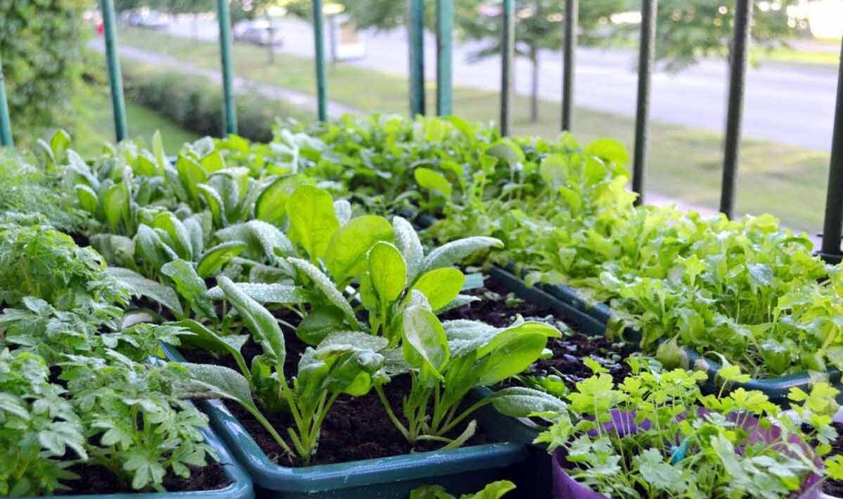راهنمای گام به گام کاشت باغ خانگی در بهار