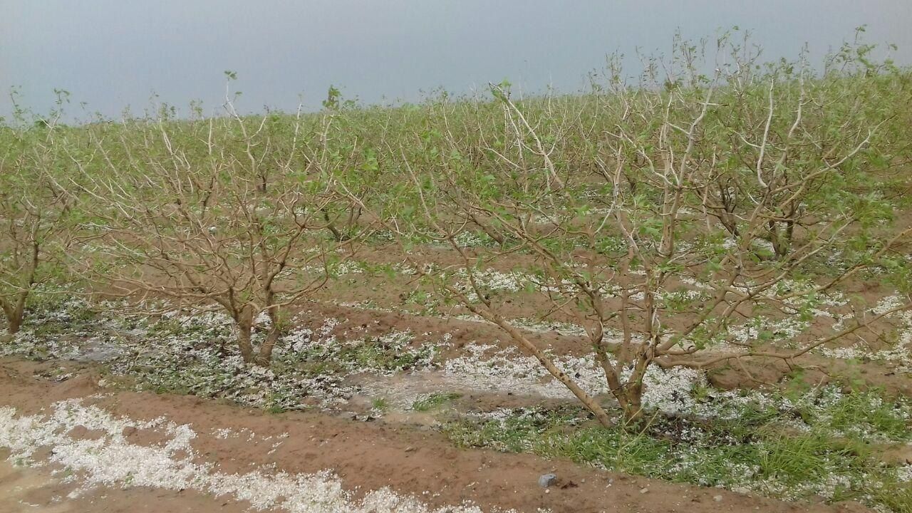 سیلاب ۹ هزار میلیارد ریال به کشاورزی رشتخوار خراسان رضوی خسارت وارد کرد