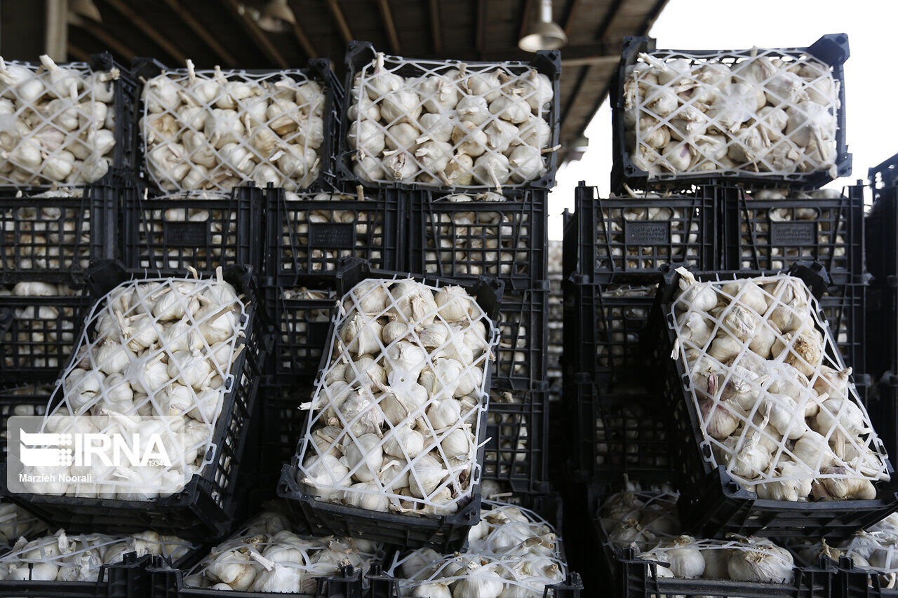 32 countries importing Iranian garlic: Official