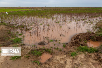 سیلاب ۲۰۰ میلیارد ریال به کشاورزی تربت‌حیدریه خسارت زد