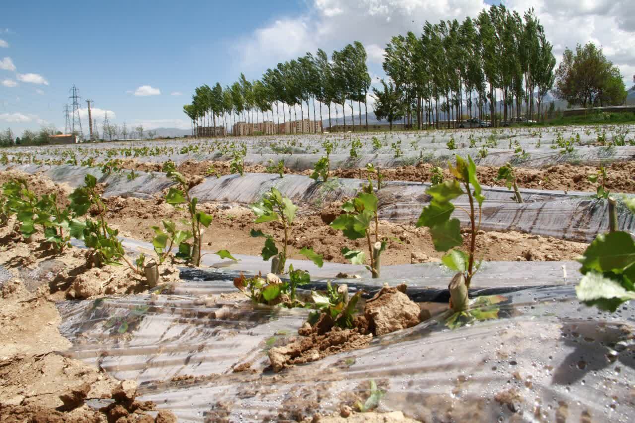 تولید ۲۰ هزار اصله نهال اکالیپتوس در گرمسار برای مقابله با بیابان‌زایی