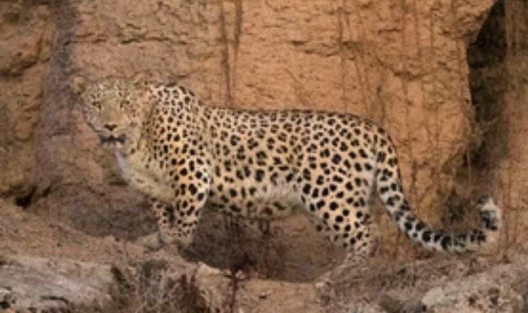 فیلم| مشاهده پلنگ مادر به همراه دو تولهاش درجاده بیاره به سیسخت شهرستان دنا فیلم| مشاهده پلنگ مادر به همراه دو تولهاش درجاده بیاره به سیسخت شهرستان دنا
