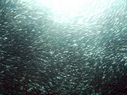 علت تلف شدن ماهی گونه ساردین در ساحل گناوه در دست بررسی است