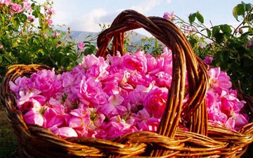 پیش بینی برداشت یک هزار تن گل محمدی از گلستان های الیگودرز