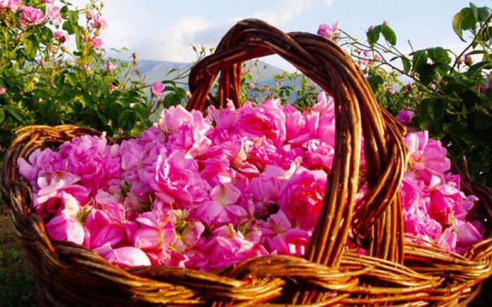 فارس مدهوش از بوی گل عطر گلاب؛ جشن گلابگیری از میمند تا داراب