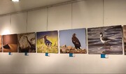۱۱ عکاس یزدی، نمایشگاه محیط زیست برپا کردند + فیلم
