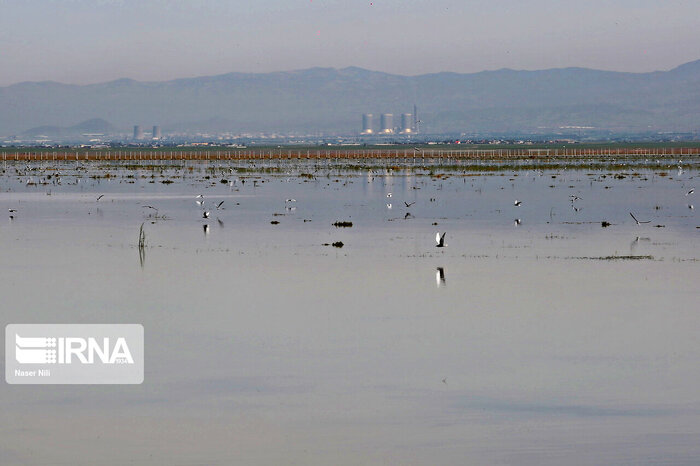 پرندگان مهاجر، میهمانان فصلی تالاب‌های قزوین