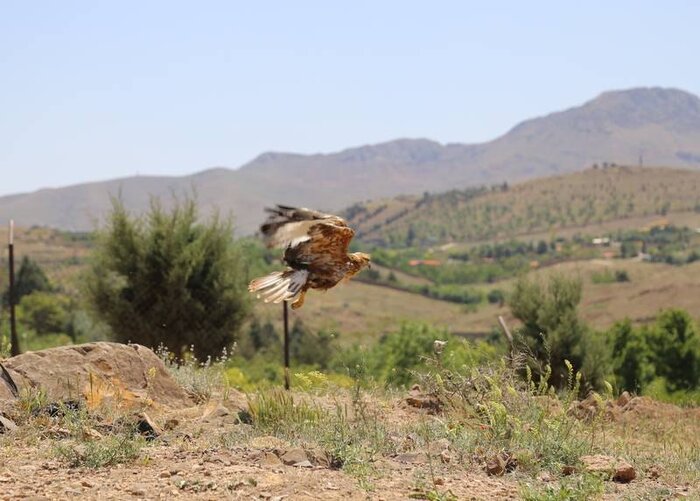 سرشماری بیش از ۳ هزار قطعه پرنده در استان تهران