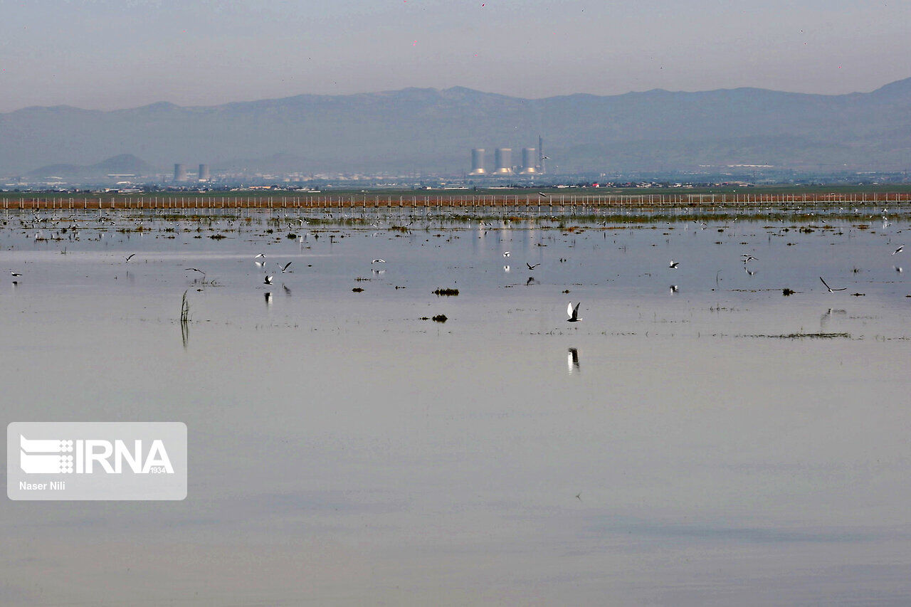 پرندگان مهاجر، میهمانان فصلی تالاب‌های قزوین
