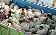۱۰۰ راس گوسفند قاچاق در کاشمر کشف شد