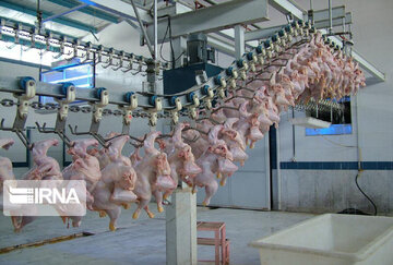 غلبه تولید داخلی بر مصرف گوشت مرغ در دولت سیزدهم/ صادرات ۱۲هزار تن گوشت مرغ