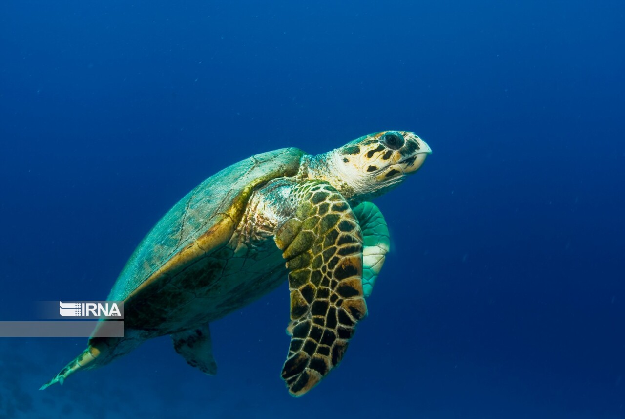 На острове Киш появились на свет первые детеныши морской черепахи Бисса