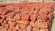 تکرار یک قصه؛ نبود بازار و زیان پیازکاران دزفول