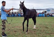 برترین‌های جشنواره زیبایی اسب ترکمن در کلاله معرفی شدند